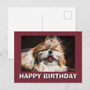 Postal Shih tzu bostezando lengua divertido lindo Feliz c