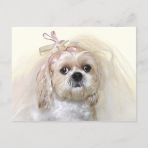 Postal Shih Tzu Bride