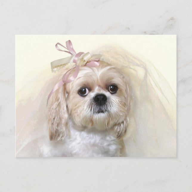 Postal Shih Tzu Bride (Anverso)