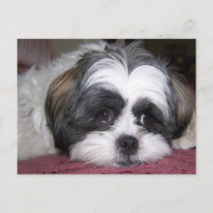 Postal Shih Tzu Dog
