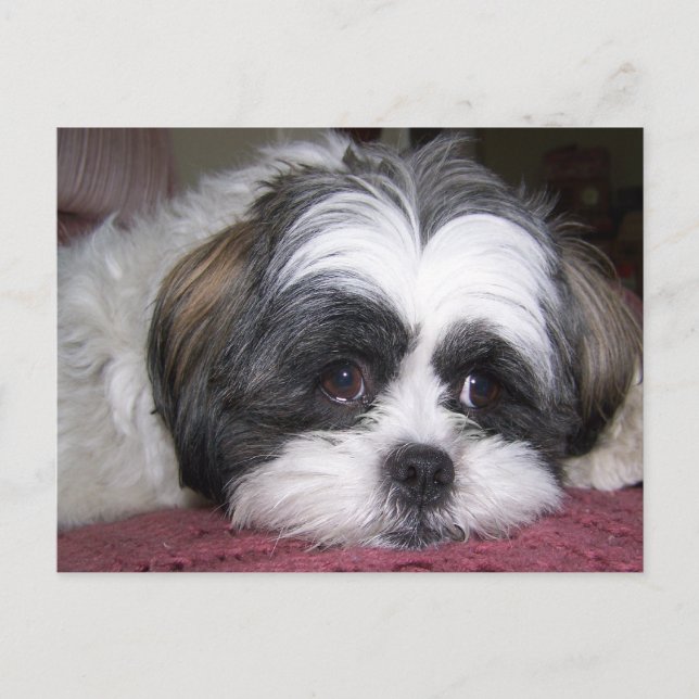 Postal Shih Tzu Dog (Anverso)