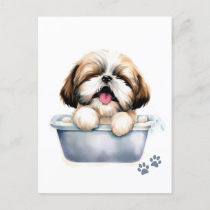 Postal Shih Tzu Dog