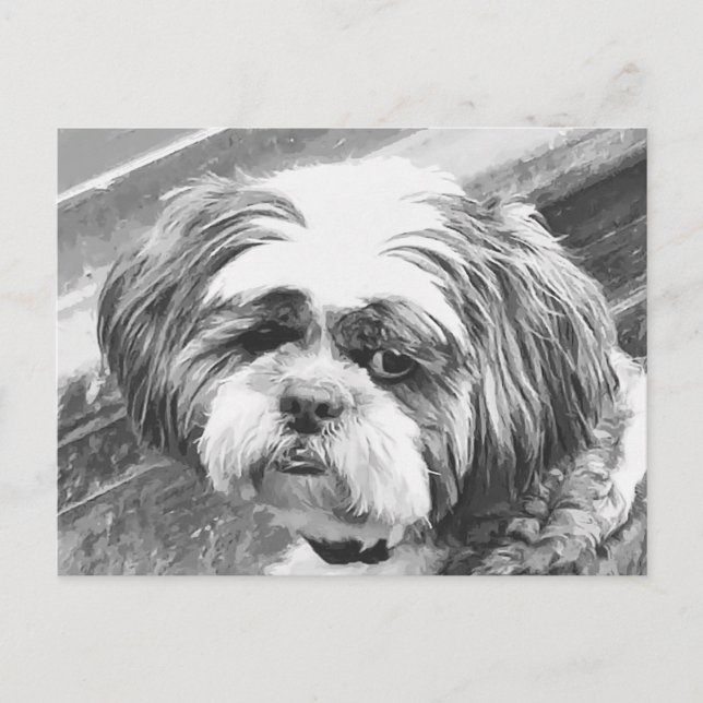 POSTAL SHIH TZU DOG (Anverso)