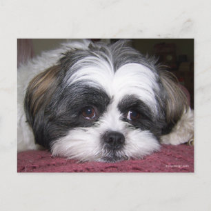 Postal Shih Tzu Dog