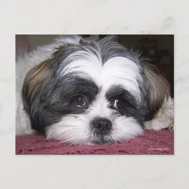 Postal Shih Tzu Dog (Anverso)
