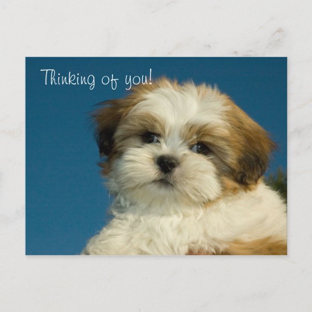 Postal Shih Tzu escribió "Pensando en ti" PostCard (Anverso)