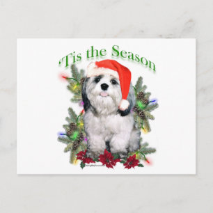 Postal Shih Tzu ‘Esto