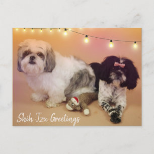 Postal Shih Tzu Greetings