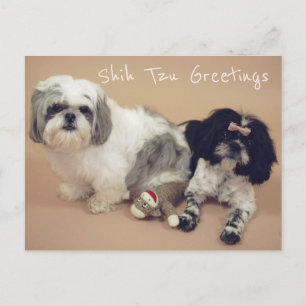 Postal Shih Tzu Greetings