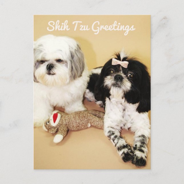 Postal Shih Tzu Greetings (Anverso)