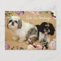 Shih Tzu Greetings