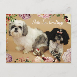 Postal Shih Tzu Greetings