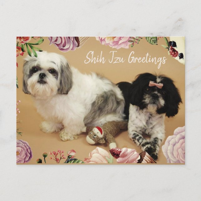 Postal Shih Tzu Greetings (Anverso)