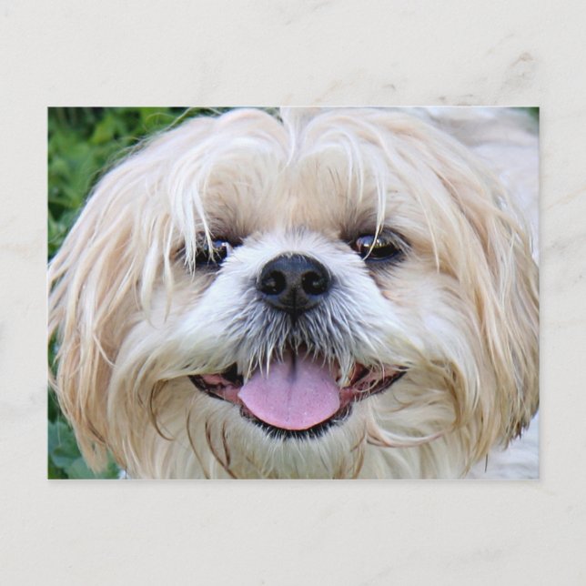 Postal ¡Shih Tzu Happy Face! (Anverso)