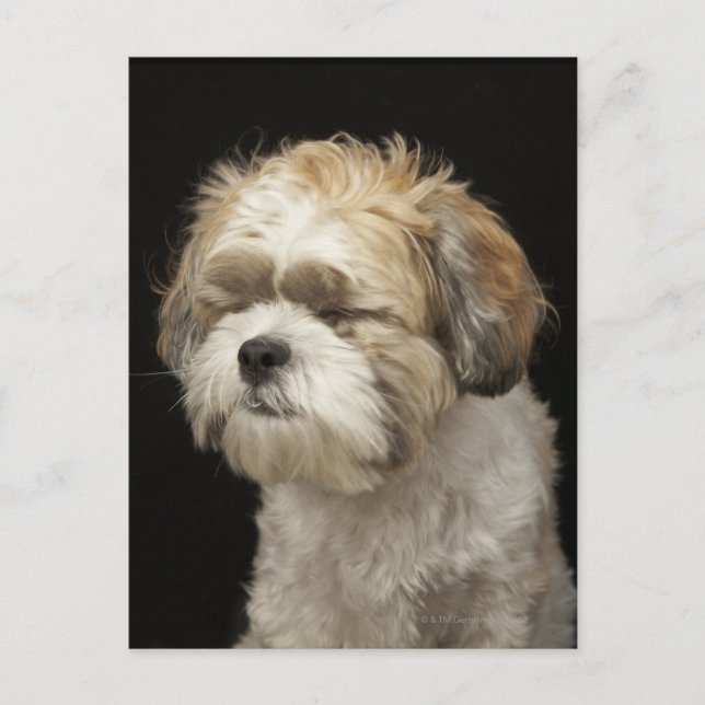 Postal Shih Tzu marrón y blanco con los ojos cerrados (Anverso)