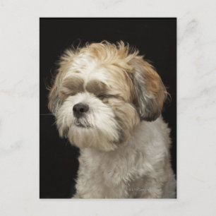 Postal Shih Tzu marrón y blanco con los ojos cerrados