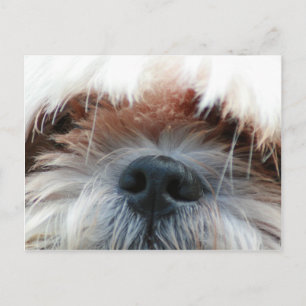 Postal shih tzu perro cachorro lindo regalo de foto de ca