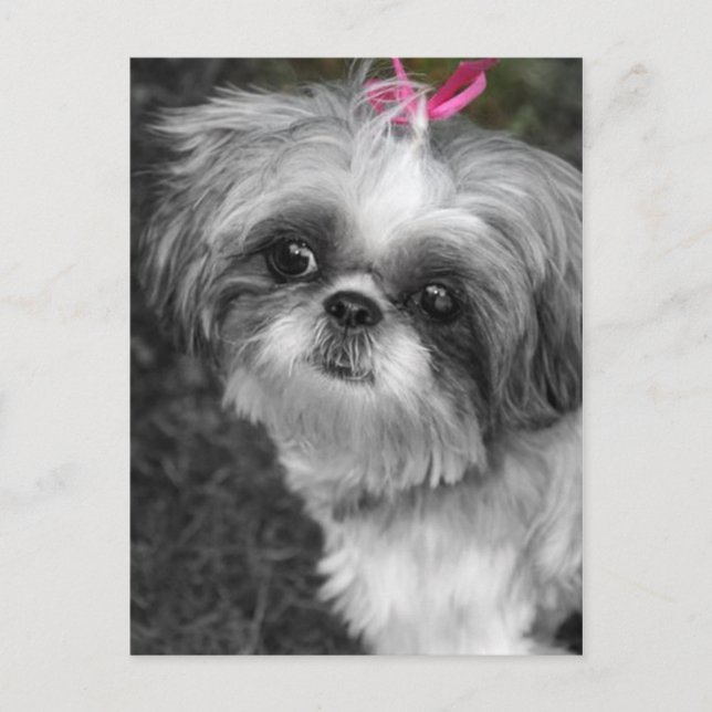 Postal Shih Tzu Post Card (Anverso)