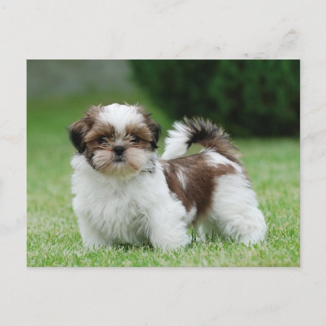 Postal Shih tzu puppy (Anverso)