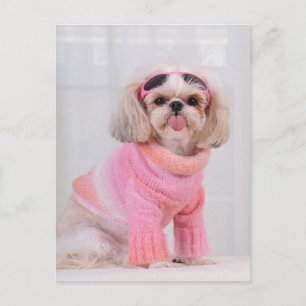Postal Shih Tzu Puppy - El Razz