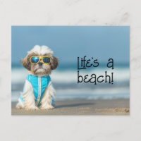 Shih Tzu Puppy usando gafas de sol