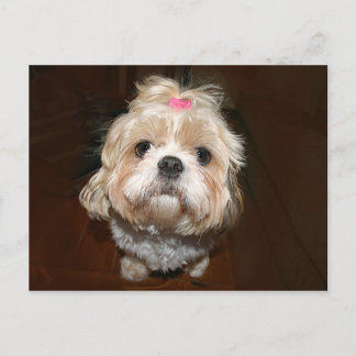 Postal shih tzu triste