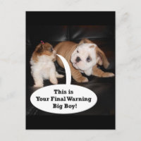 Shih Tzu y los Bulldoges ingleses Puppys