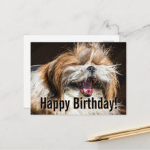 Shih tzu yawning laughing funny Happy birthday 
