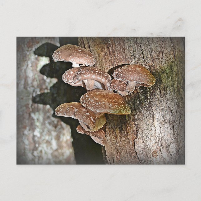 Postal Shiitake Mushroom (Anverso)