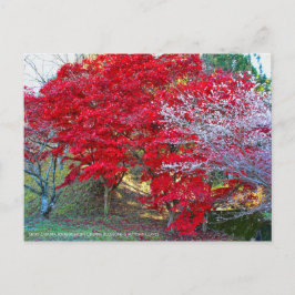 Postal Shiki-Zakura Cuatro temporadas Flores de cerezo