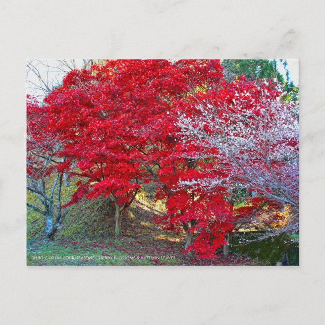 Postal Shiki-Zakura Cuatro temporadas Flores de cerezo (Anverso)