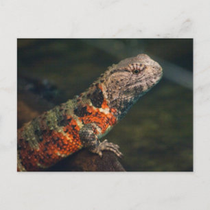 Postal Shinisaurus crocodilurus