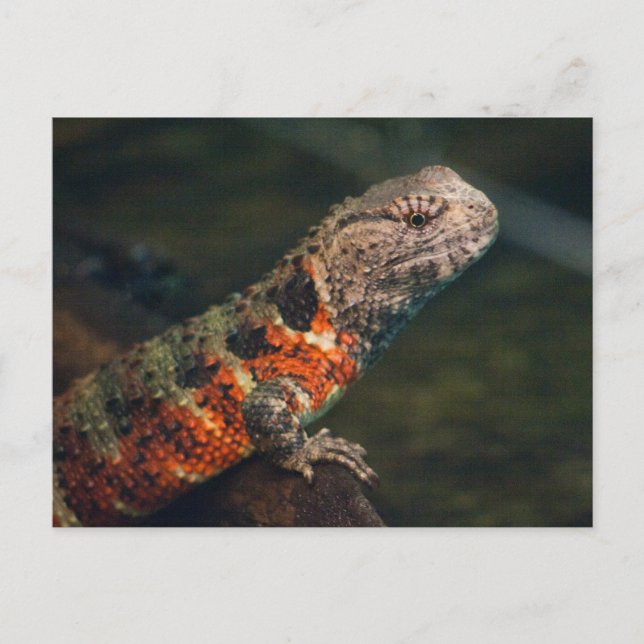 Postal Shinisaurus crocodilurus (Anverso)