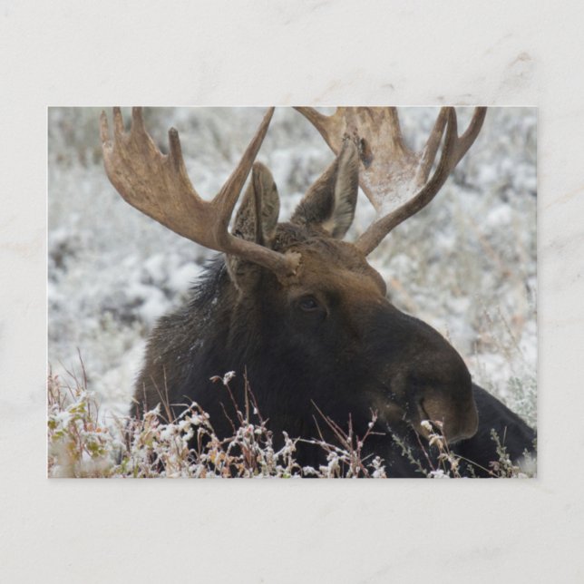 Postal Shiras Bull Moose (Anverso)