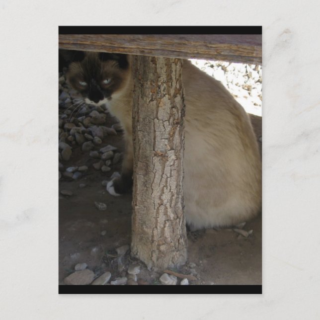 Postal Shiva la raqueta de nieve (Anverso)