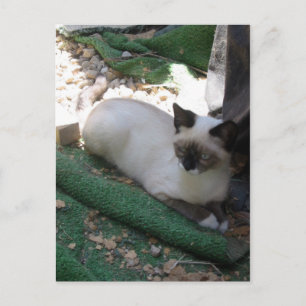 Postal Shiva la raqueta de nieve