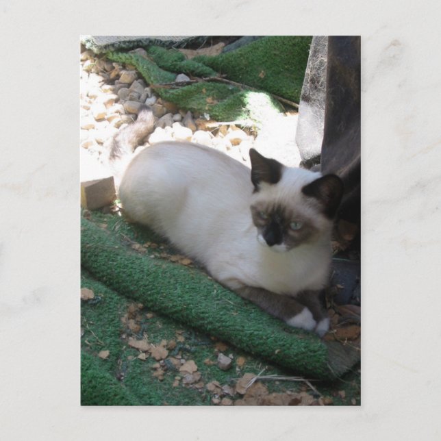 Postal Shiva la raqueta de nieve (Anverso)