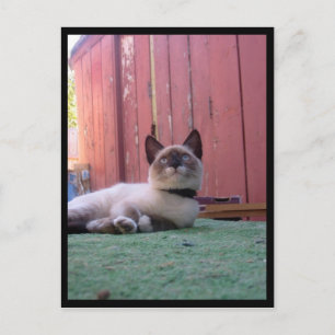 Postal Shiva la raqueta de nieve