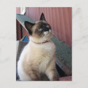 Postal Shive the Snowshoe