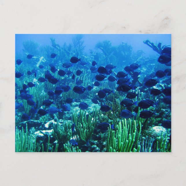 Postal Shoal de Blue Discus Fish (Anverso)