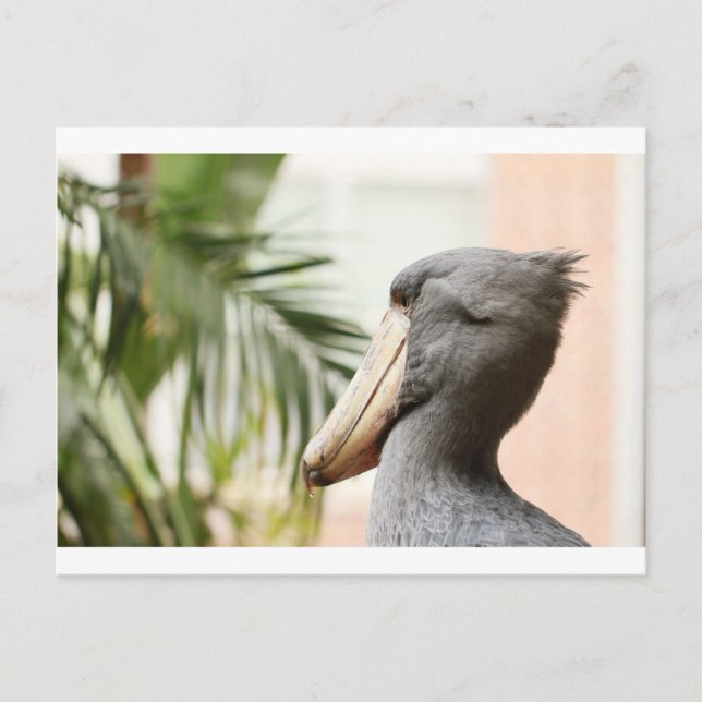 Postal Shoebill Stork (Anverso)