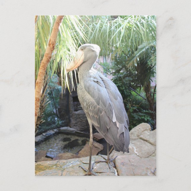 Postal Shoebill Stork (Anverso)