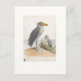 Postal Shoebill Stork 1887 Print Zoologica Amsterdam