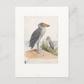 Postal Shoebill Stork 1887 Print Zoologica Amsterdam