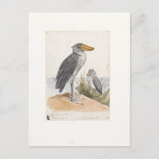 Postal Shoebill Stork 1887 Print Zoologica Amsterdam (Anverso)