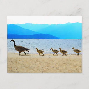 Postal Shore Patrol Canada Geese