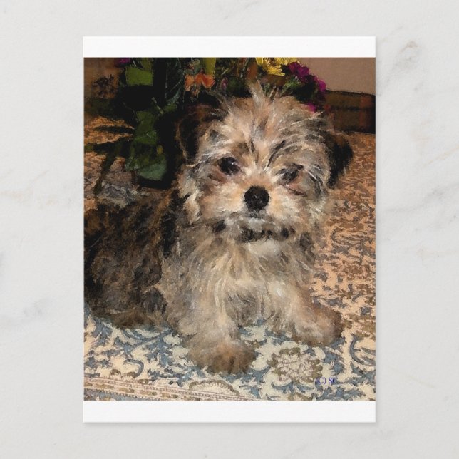 Postal Shorkie Puppy (Anverso)