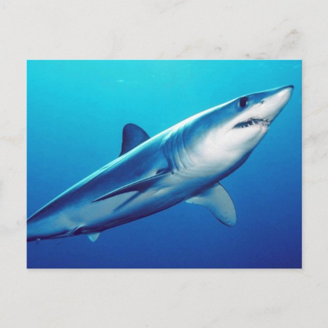 Postal Shortfin Mako Shark (Anverso)