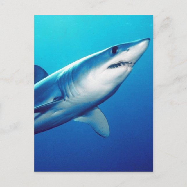 Postal Shortfin Mako Shark (Anverso)