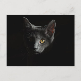 Postal Shorthair europeo   Gato negro   Retrato de gato